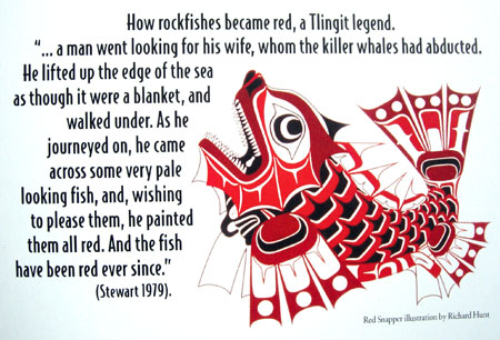 Legend of how the snapper got red...