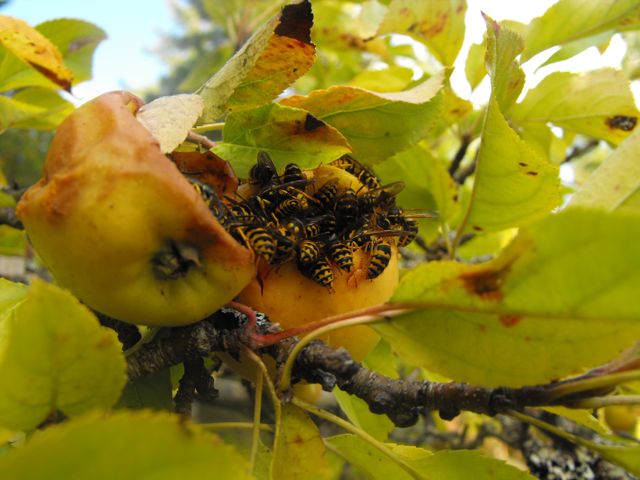 Wasps by Shane Nelson