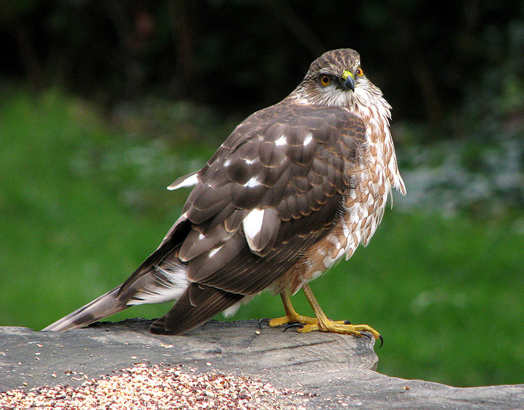 Sharp-shinned Hawk by Christian Gronau