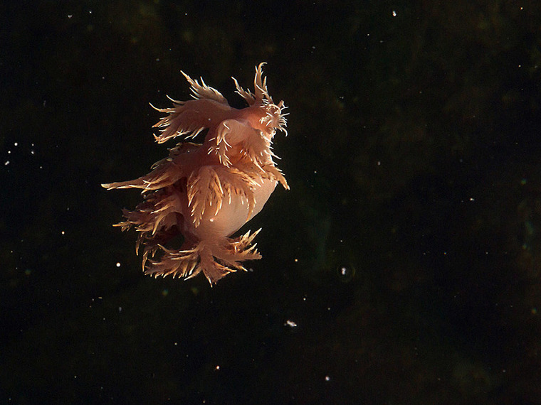 Nudibranch by Richard Trueman
