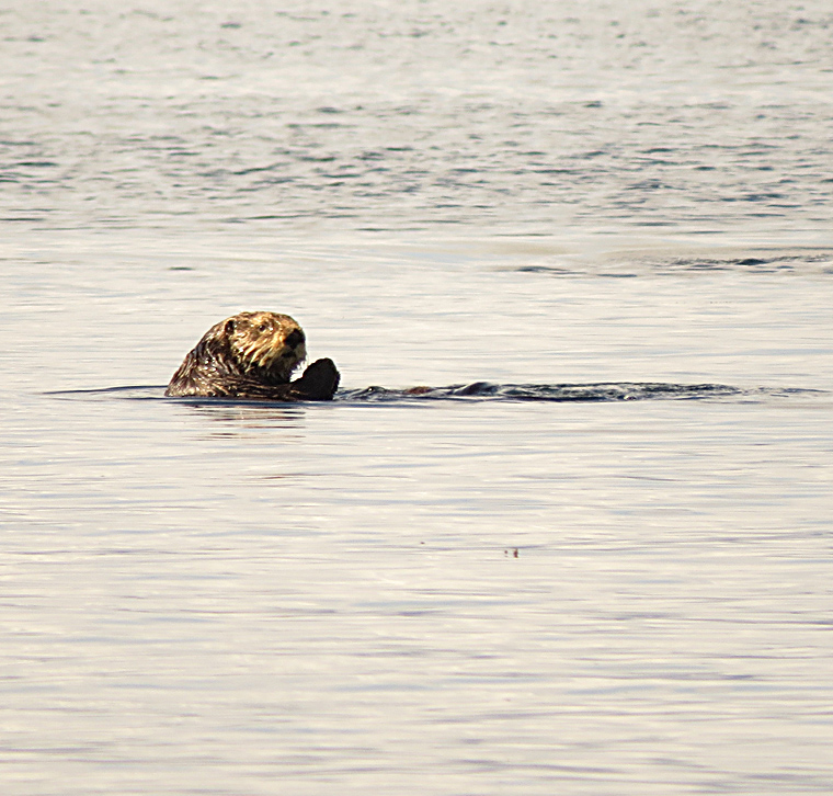 Sea Otter off Mitlenatch by Christian Gronau
