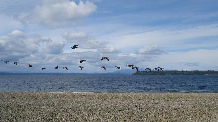Geese in Flight by Drew Harrison