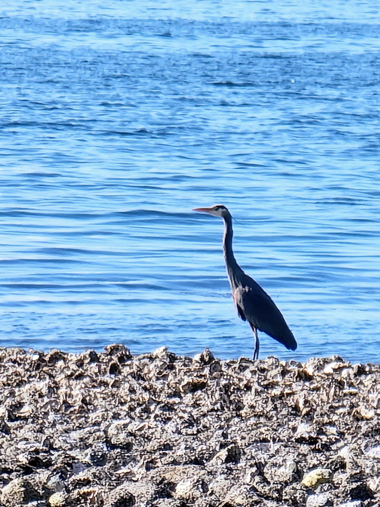 Blue Heron Smelt Bay by Sheri Green