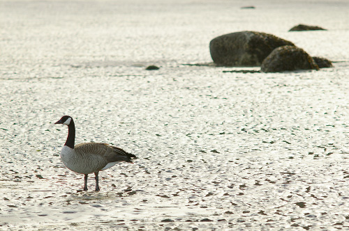 Lone Goose by Francis